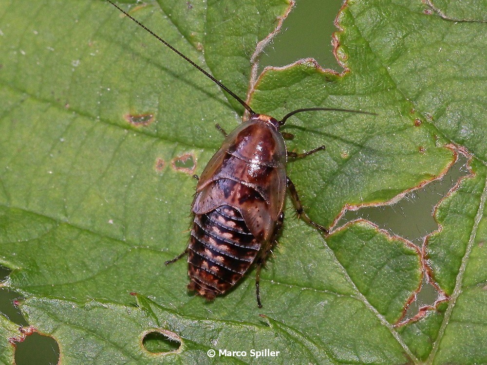 Neanide da identificare